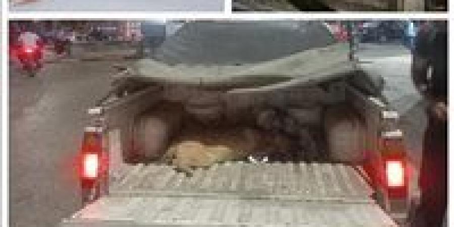 البحيرة تتحرك سريعًا لحماية الأهالي… وانطلاقة جديدة لحملات تعقيم وتحصين الكلاب الضالة