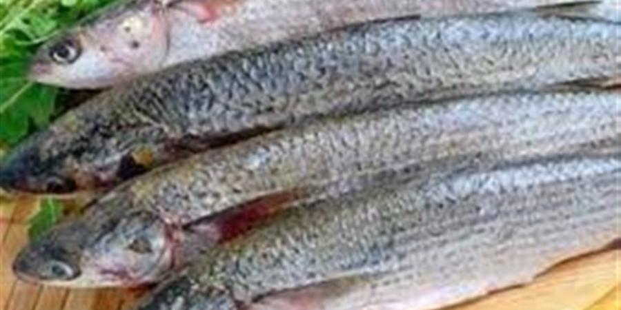 أسعار الفسيخ والأسماك المملحة في الغربية اليوم الخميس 27 نوفمبر 2025