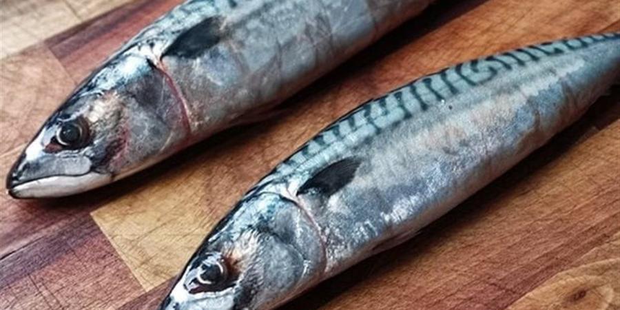 سمك الماكريل للمرأة.. 7 فوائد صحية مذهلة