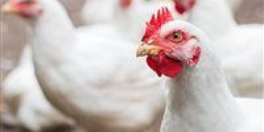 هبوط جديد في أسعار الدواجن بالأسواق اليوم السبت