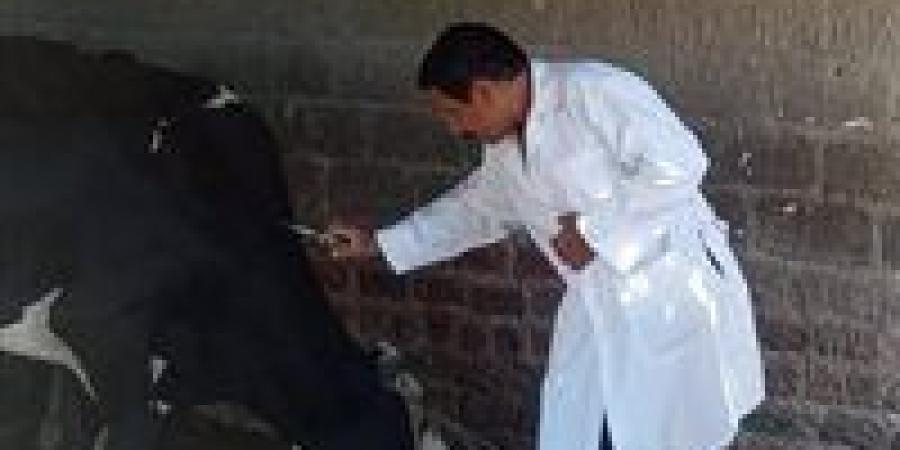 أسيوط: تحصين 112 ألف رأس ماشية ونشر 1,574 فرقة بيطرية ضمن الحملة القومية الثالثة خلال 5 أسابيع