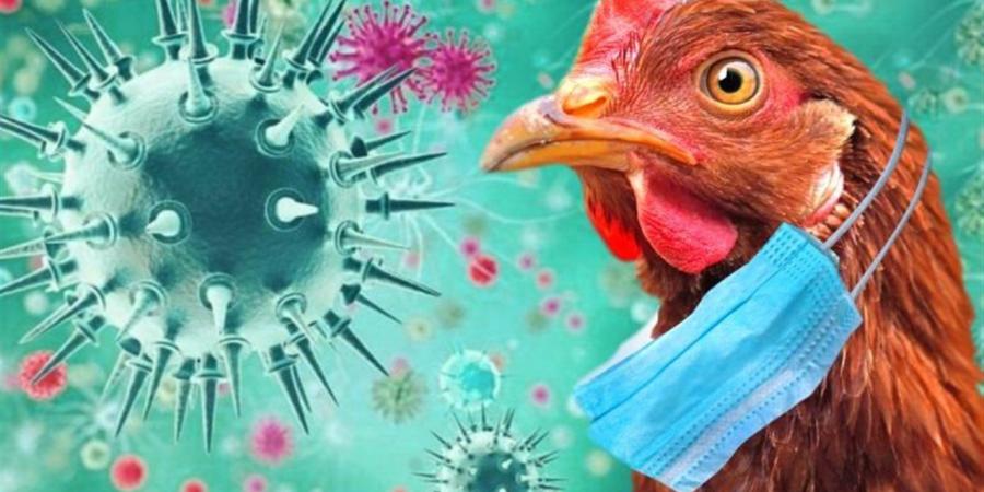 فيروسات إنفلونزا الطيور تتحدى الحمى البشرية وتثير المخاوف الصحية