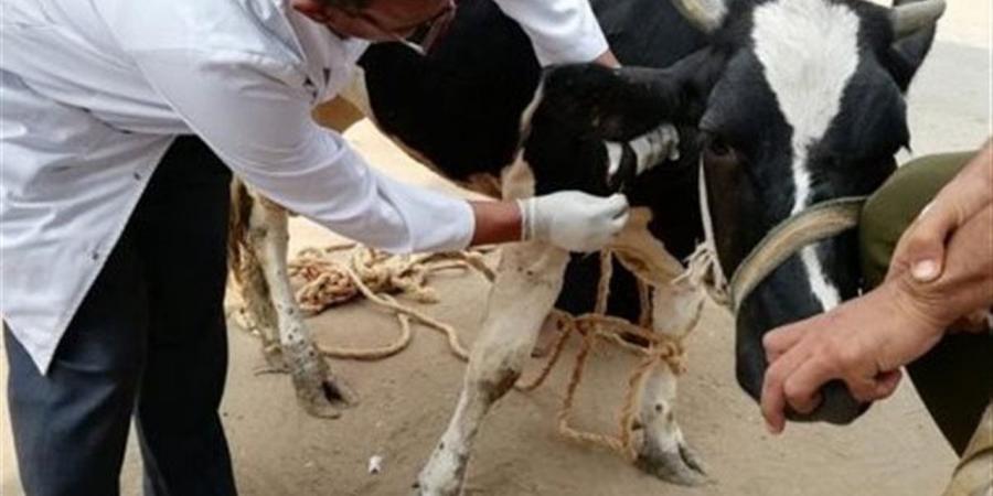 "بيطري الإسماعيلية" تُعلن نتائج حملة تحصين الحيوانات ضد الحمى القلاعية