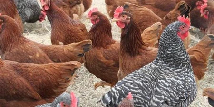 الفراخ في السوق اليوم.. نشرة أسعار الدواجن من التجار والمزارع