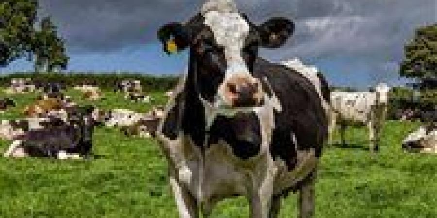 «يهدد الاقتصاد الريفي».. ماهو فيروس اللسان الأزرق الذي أثار قلق في إيرلندا الشمالية؟