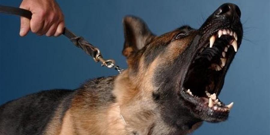 حدث ليلاً.. كشف تفاصيل واقعة "الكلب" بالشرقية والقبض على "الشرطة المزيفة" بالبحيرة