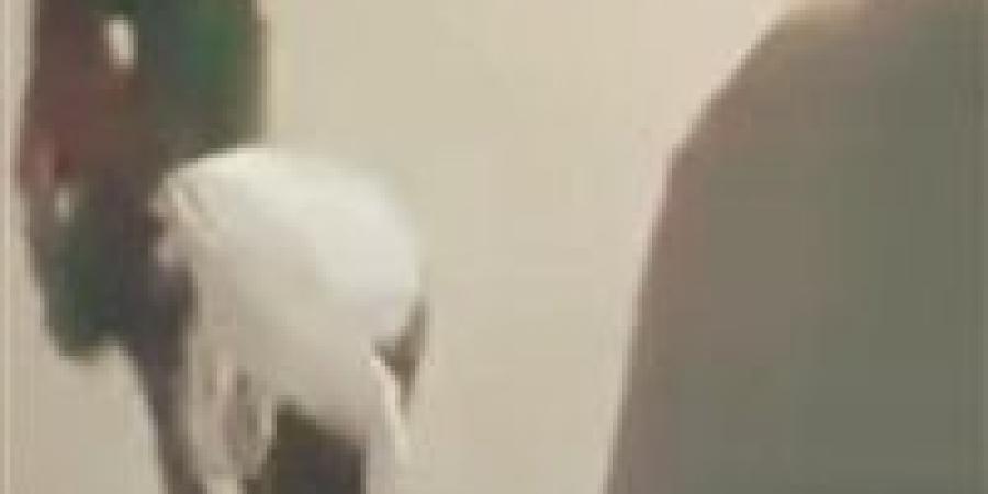 "الغل في الهزار".. شاب يمازح صديقه بعنف ويسقطه فاقد الوعي