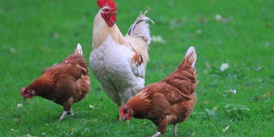 وفقا لبورصة الدواجن.. أسعار الفراخ البيضاء اليوم الإثنين في مصر