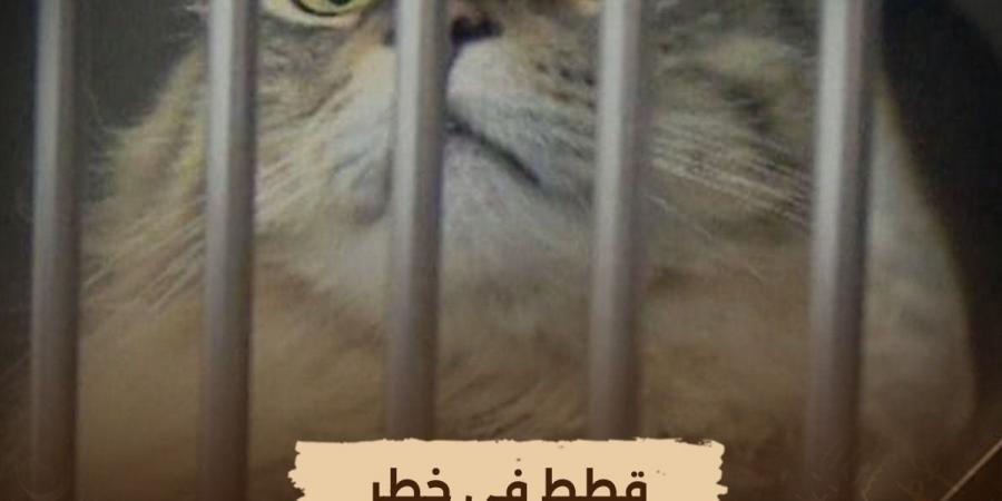 الليلة.. "الوثائقية" تعرض فيلم "قطط في خطر"