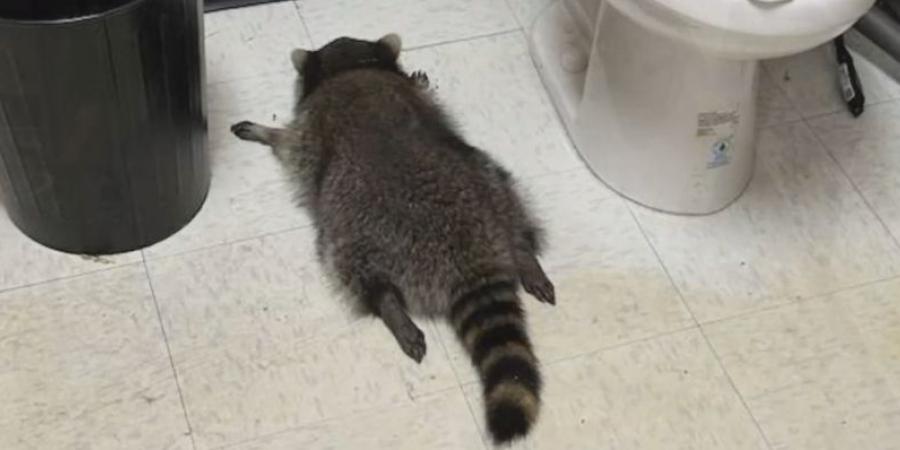 «سكران داخل الحمام».. راكون يقتحم متجر كحول وشرب حتى فقد الوعي|صور