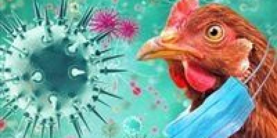 الصحة العالمية تحذر من الخطر: تسجيل أول حالة بشرية لإنفلونزا الطيور بأمريكا