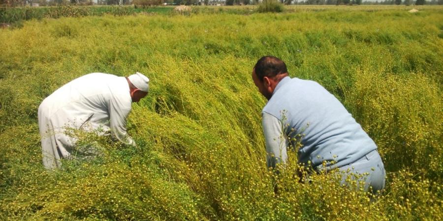 ربح عال وجهد على خصوبة التربة.. زراعة الكتّان تغزو أراضي كفر الشيخ