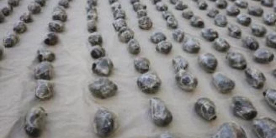 بقيمة 111 مليون جنيه.. ضبط 1.7 طن مخدرات بحوزة عنصرين جنائيين في السويس