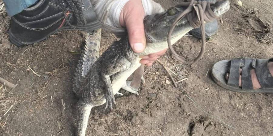 بعد 5 أيام من البحث.. اصطياد تمساح مصرف السدرة بالشرقية