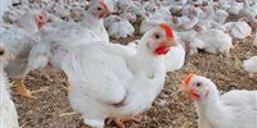 مفاجأة في أسعار الفراخ اليوم بمصر.. البيضاء 63 والبانية 160جنيه