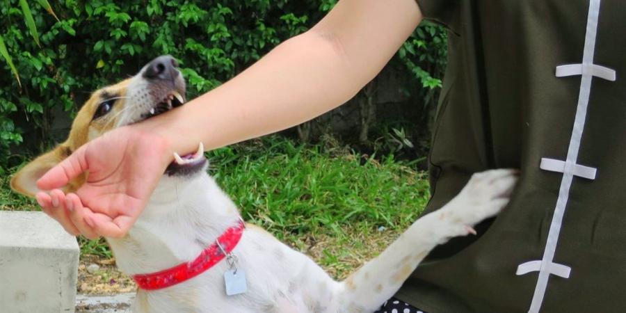 ندوة
      إرشادية
      حول
      مرض
      السعار
      وكيفية
      التعامل
      مع
      الكلاب