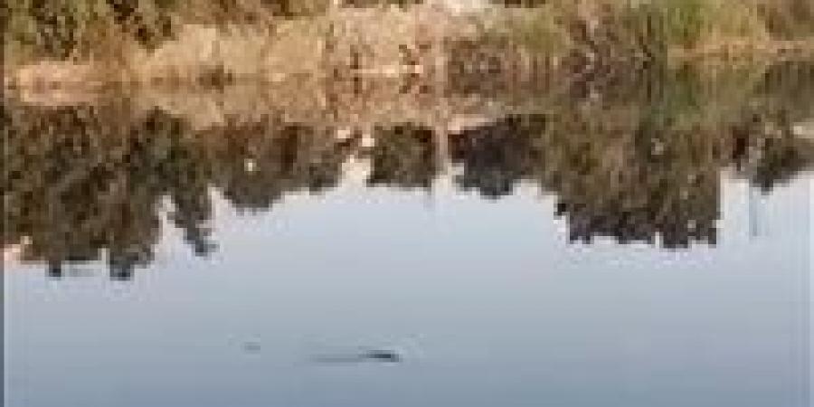 فيديو
      متداول
      يرصد
      تمساحاً
      داخل
      مصرف
      مائي
      بالشرقية