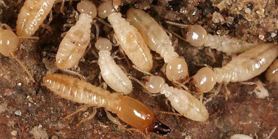 خطر
      النمل
      الأبيض
      يزداد
      في
      الأقصر..
      هل
      هو
      سبب
      انهيار
      منازل
      قرية
      الدير؟