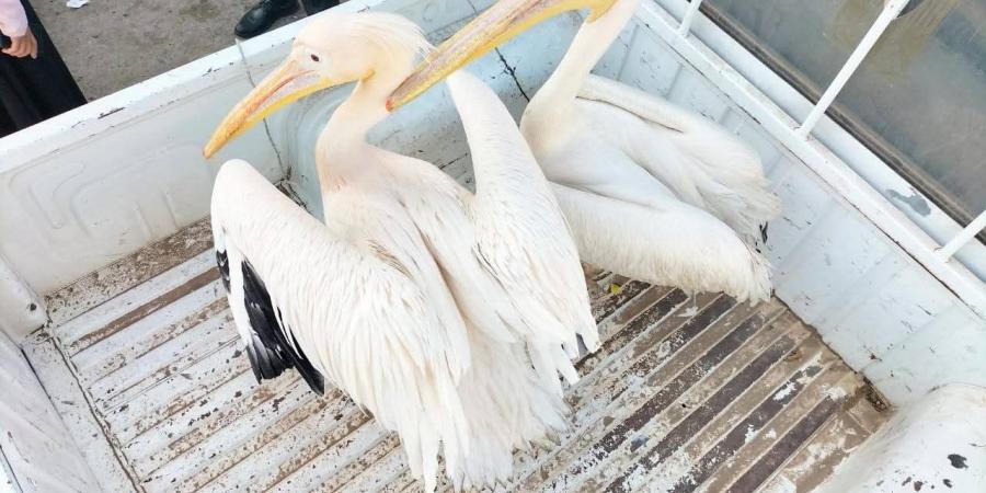 التحفظ
      على
      طائرَي
      بجع
      بسوق
      الأسماك
      المطوَّر
      بالإسماعيلية
      ونقلهما
      إلى
      محمية
      أشتوم
      الجميل