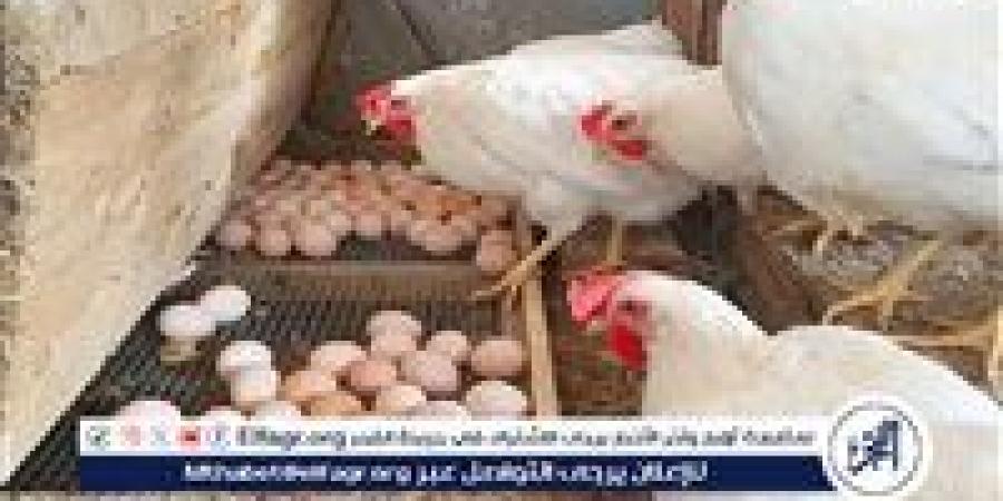 أسعار
      الفراخ
      والبيض
      اليوم
      الثلاثاء
      23-12-2025
      في
      الأقصر