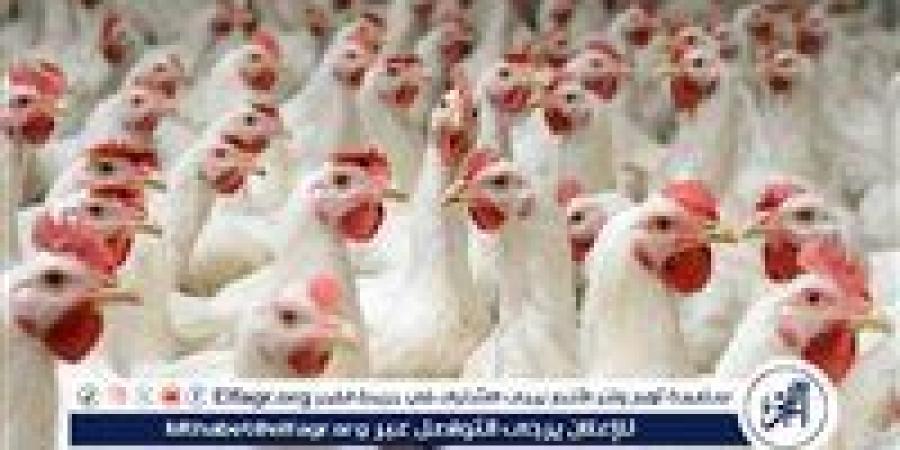 أسعار
      الدواجن
      اليوم
      الأربعاء
      في
      محافظة
      الغربية