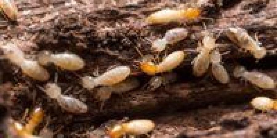 النمل
      الأبيض
      يثير
      القلق
      في
      قرية
      مصرية
      بعد
      انهيار
      ثلاث
      منازل