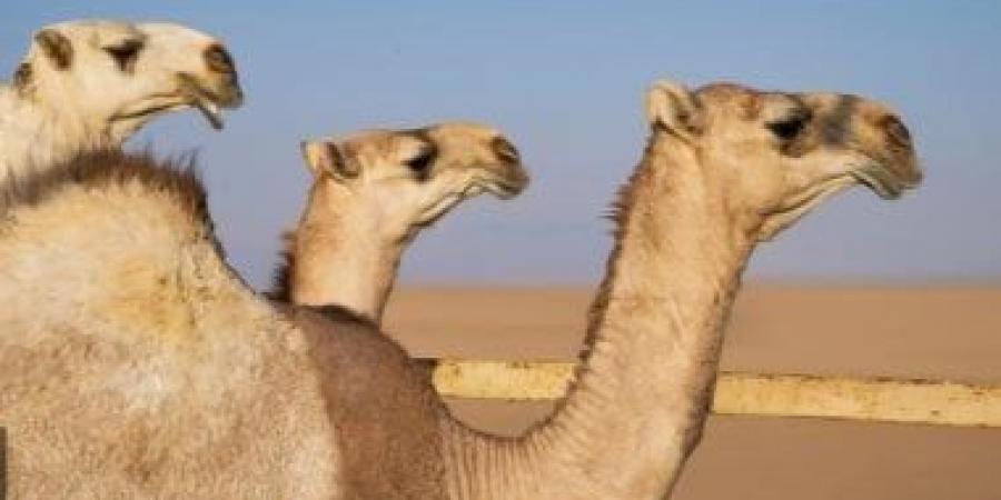 "إبل نجران" إرث متجذّر وصوت حاضر في ذاكرة الإنسان والمكان