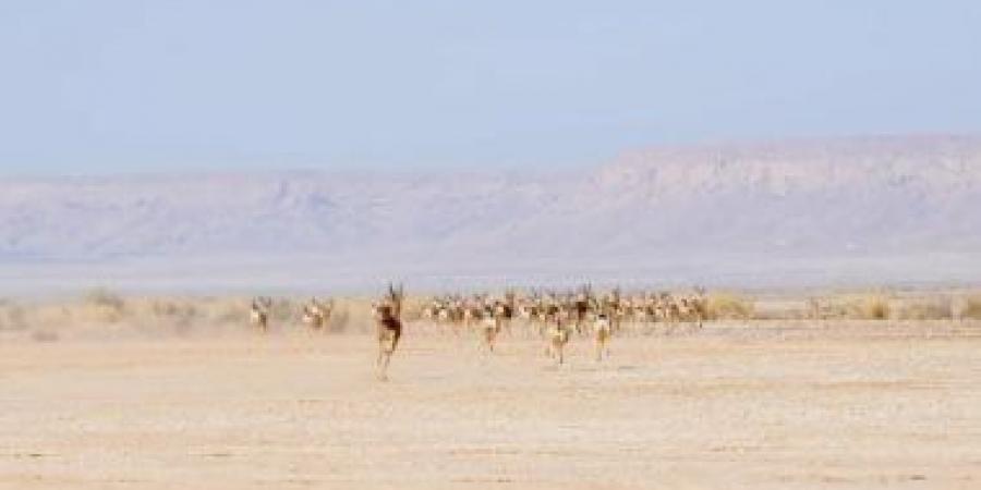 السعودية تطلق 61 كائنًا فطريًا في محمية الملك خالد الملكية