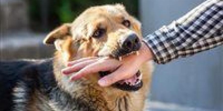 بخطوات بسيطة.. كيف تحمي نفسك فور التعرض لعضة كلب؟