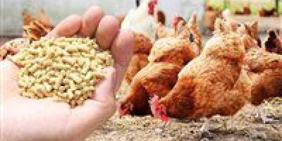 استقرار نسبي في أسعار الأعلاف بأسوان اليوم الإثنين 29 ديسمبر 2025