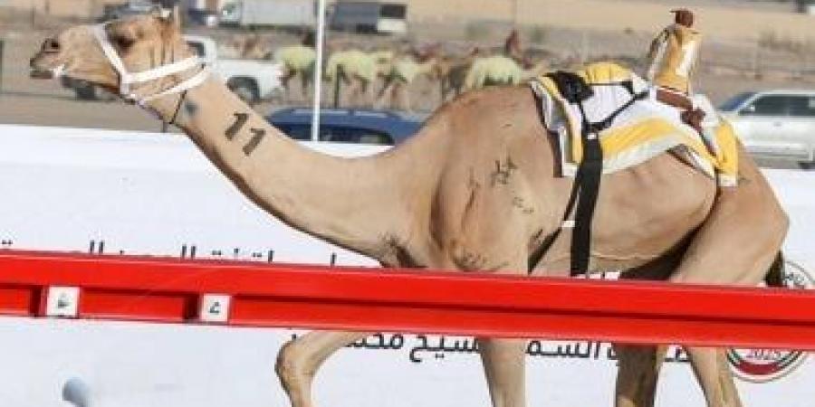 سباقات الهجن تختتم أشواط فئة الحيل والزمول في جائزة الملك عبدالعزيز