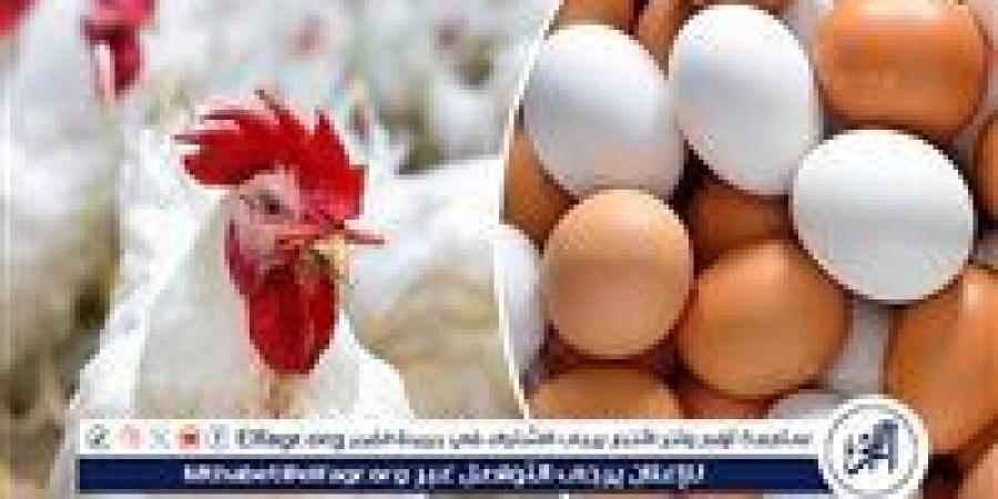 أسعار الدواجن والبيض بأسوان اليوم الجمعة 2 يناير 2026. استقرار مع بداية العام الجديد