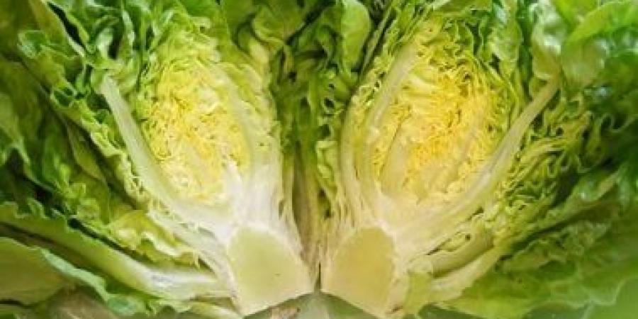 ليس طعامًا فقط.. الخس رمز القوة الحيوية عند المصريين القدماء