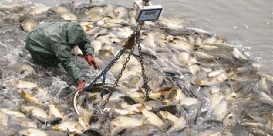 مدير حماية الثروة السمكية بالمنيا: 2 مليون و450 ألف ذريعه بلطي في النيل حتي الآن