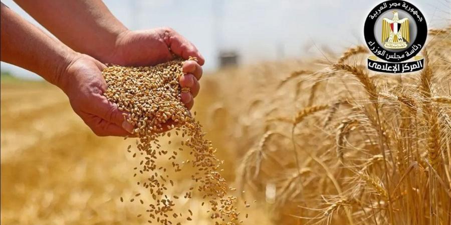رفع سعر توريد القمح إلى 2500 جنيه للأردب.. حافز حكومي جديد لدعم المزارعين وزيادة التوريد