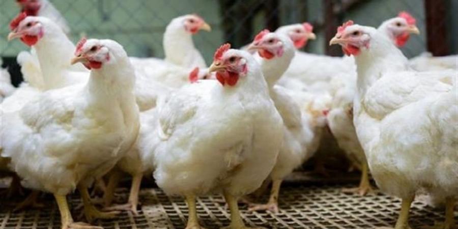 للمزارع والمحلات.. سعر الفراخ البيضاء اليوم الجمعة 3-4-2026 في بورصة الدواجن