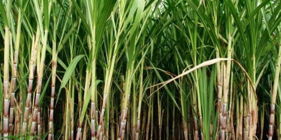 تجهيز محطتين لتطوير الري الحقلي لخدمة مزارعي قصب السكر بقنا