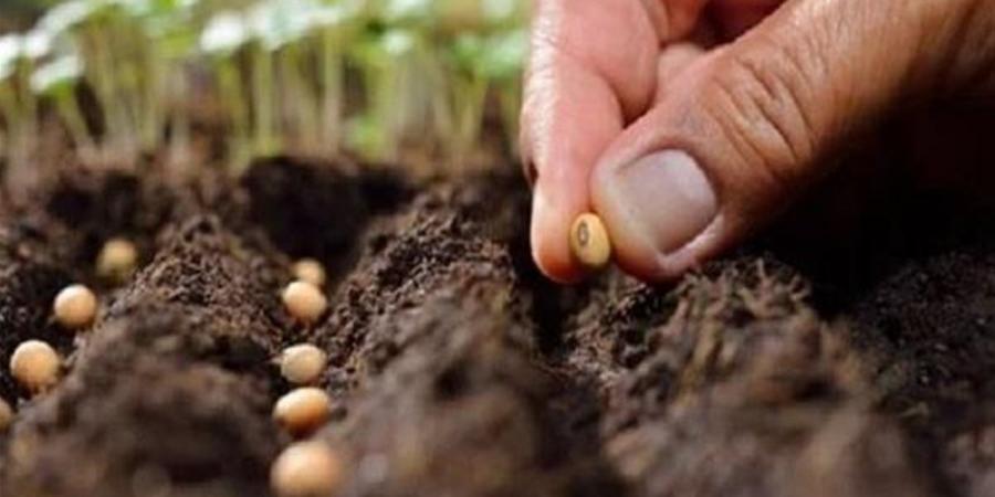 الزراعة تحذر من تقاوي مجهولة المصدر وتتوعد المخالفين بعقوبات رادعة