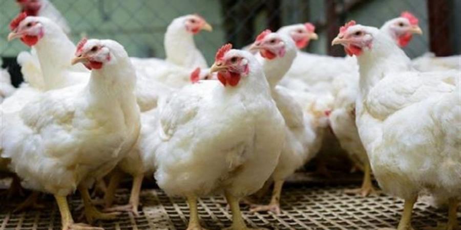 سعر الفراخ البيضاء والساسو اليوم السبت في بورصة الدواجن والأسواق