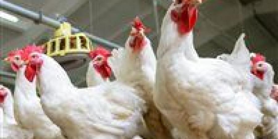 زلزال في سوق الدواجن.. سعر الفراخ اليوم الأحد يفاجئ الجميع وإقبال على الشراء