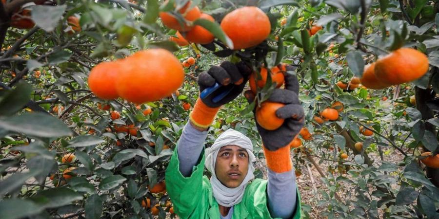 تباين محدود في أسعار السلع الزراعية العالمية خلال تعاملات اليوم