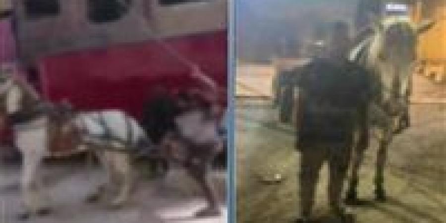 ضبط شخص تعدى بـ كرباج على حصان لإجباره عبور الرصيف في الخانكة