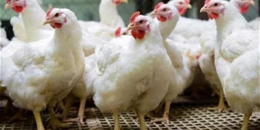 أسعار الفراخ والبيض اليوم الأحد فى البحيرة