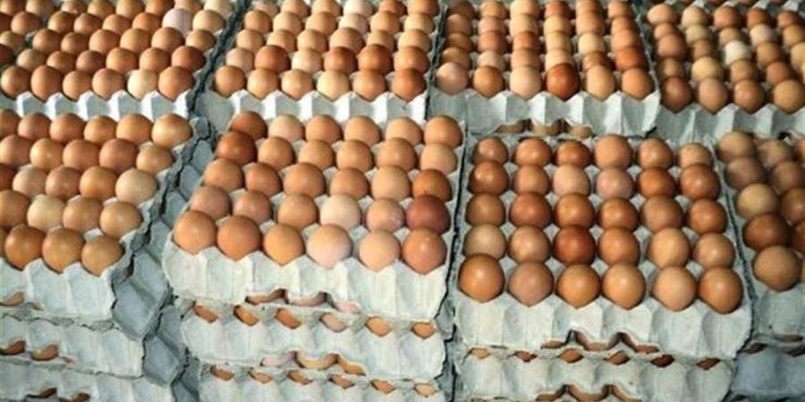 اليوم الأحد.. اعرف أسعار البيض البلدي في أسواق محافظة الإسكندرية