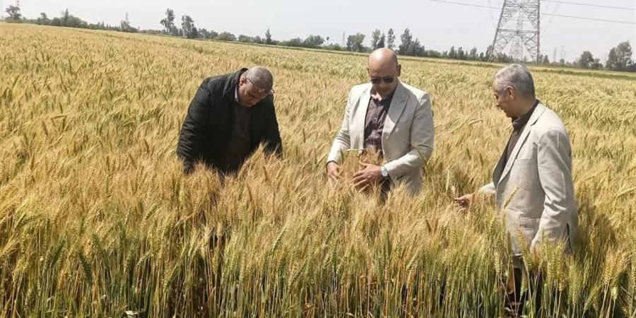 وكيل "زراعة الغربية" يتفقد زراعات القمح ويتابع الاستعدادات النهائية لموسم الحصاد