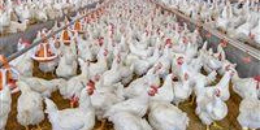 شعبة الدواجن: تراجع الأسعار بنسبة 30%.. الكيلو بـ و73سعر الكيلو في المزرعة