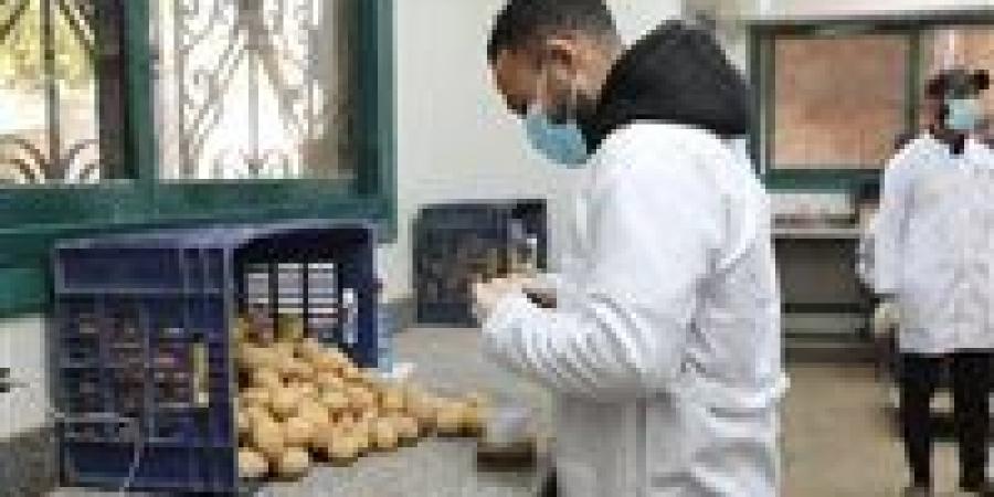 الزراعة: طفرة في صادرات البطاطس لتصل لـ252 ألف طن خلال شهر مارس