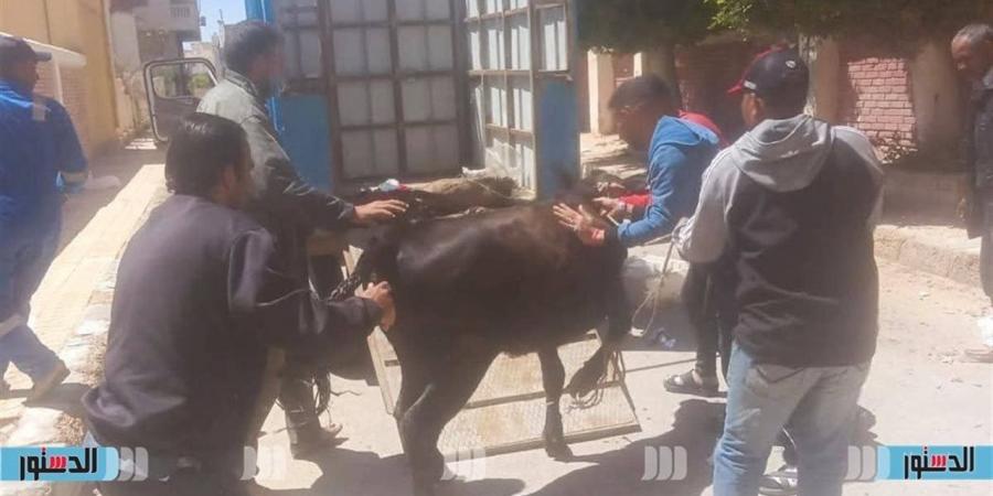 حملة مكبرة لضبط الماشية المتجولة بشوارع مرسى مطروح