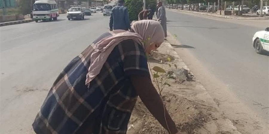 زراعة شتلات كافور بطريق مصر أسوان الزراعي بالمنيا