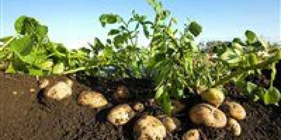 الزراعة: التقنيات الحديثة توفر 70% من التكلفة وتدعم زيادة الصادرات